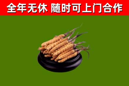孙吴县烟酒回收冬虫夏草.jpg